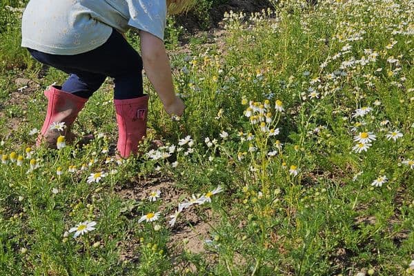 Enchanted Forage