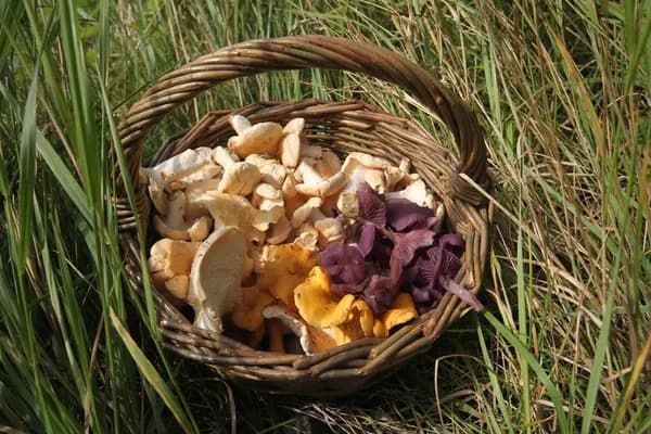 Fungi Forays