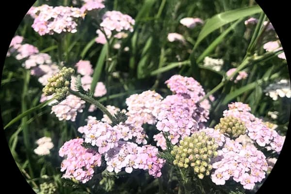 Healing Weeds