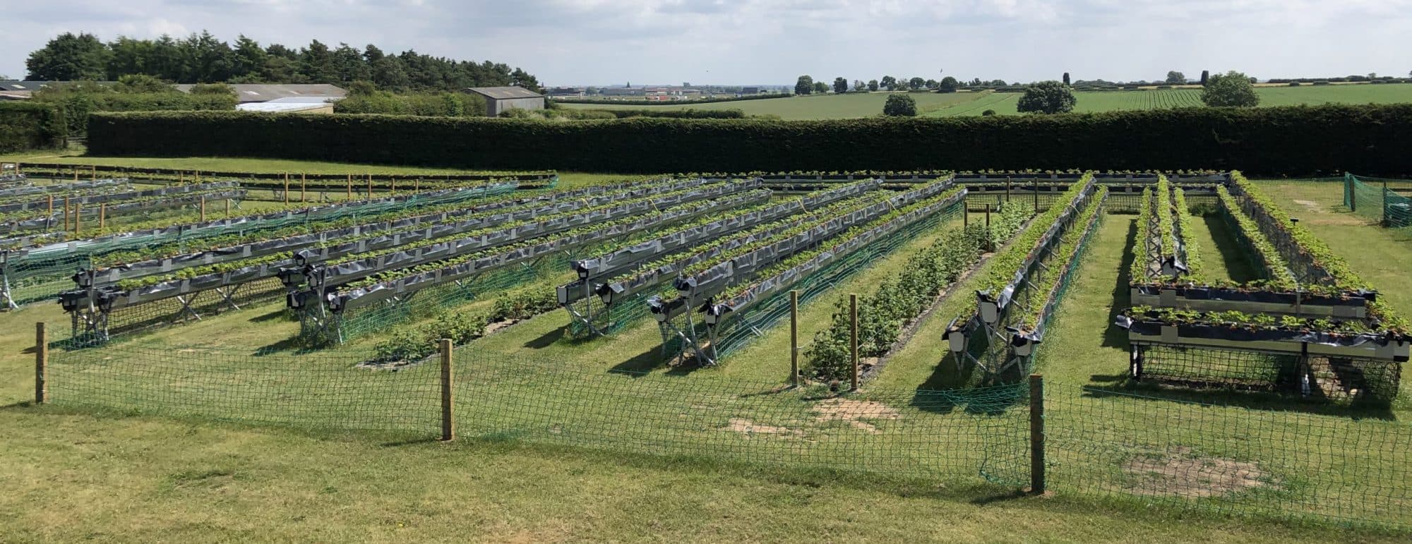 Fruity Berry Fruit Farm